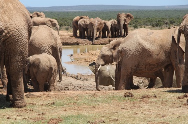 Elefanterne i Sydafrika