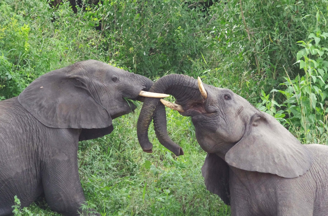  Elephants showing love