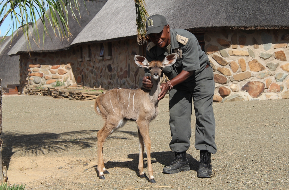 Farmens kæle Kudu