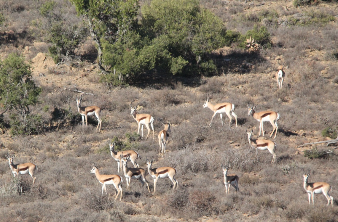 stor impala flok