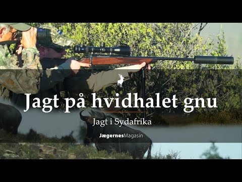 JAGT PÅ HVIDHALET GNU